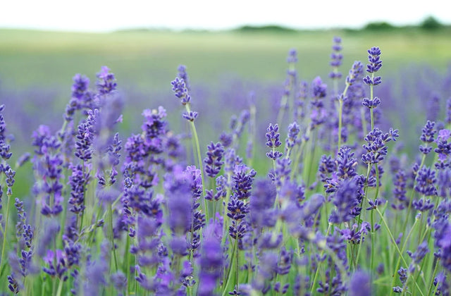 Does lavender help you sleep?